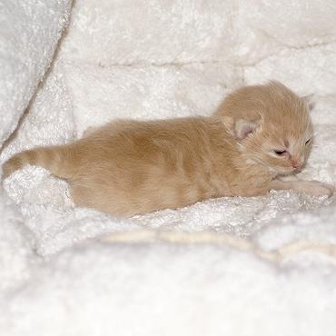 Sibirische Katzen Floris von der Gronau